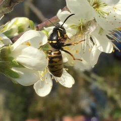 Vespula rufa