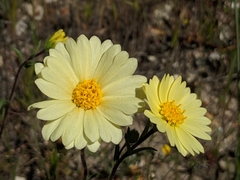 Layia glandulosa