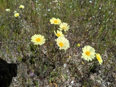Layia glandulosa