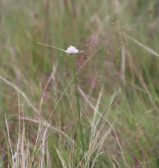 Cyperus niveus leucocephalus