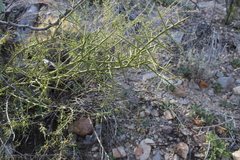 Koeberlinia spinosa