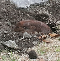 Cratogeomys merriami