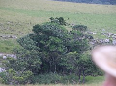 Voacanga thouarsii