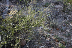 Koeberlinia spinosa