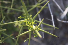 Koeberlinia spinosa