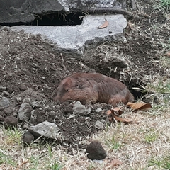 Cratogeomys merriami