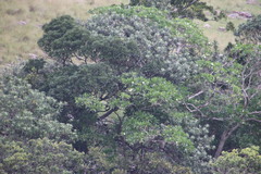 Voacanga thouarsii