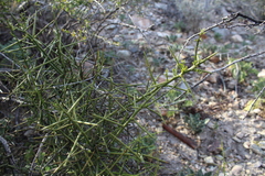 Koeberlinia spinosa