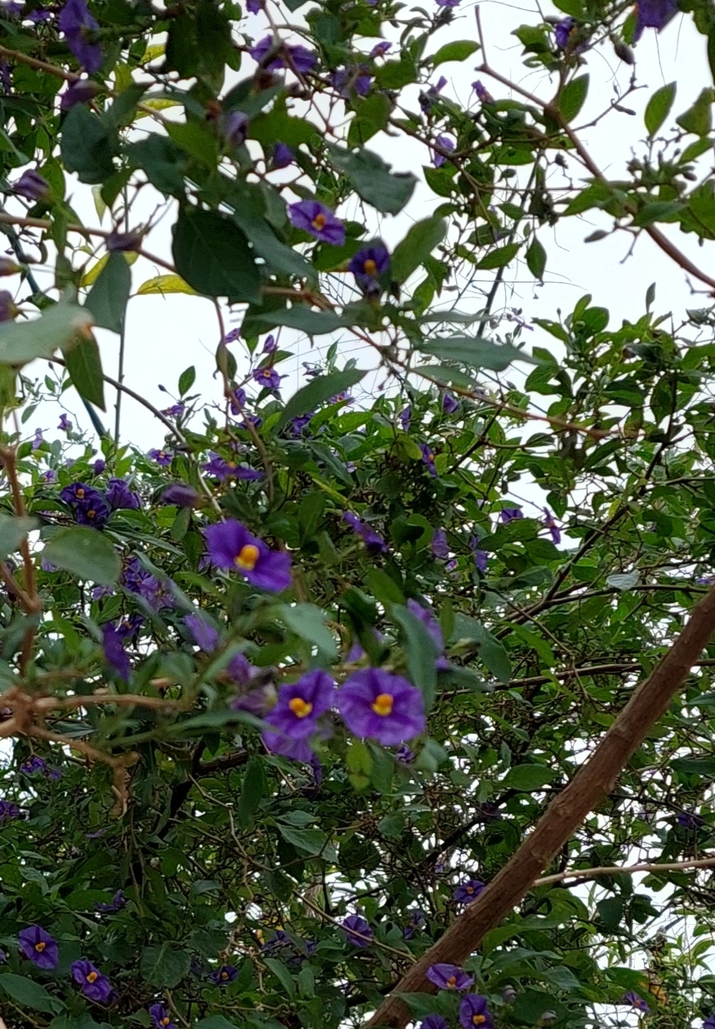 Imagem de Mirtilo-azul