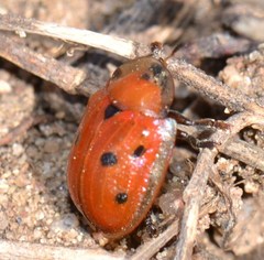 Jonthonota nigripes