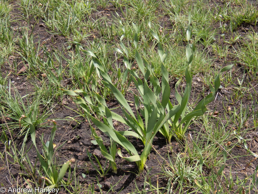 Nerine krigei, Ekurhuleni, Gauteng, South Africa
