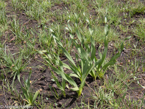 Nerine krigei