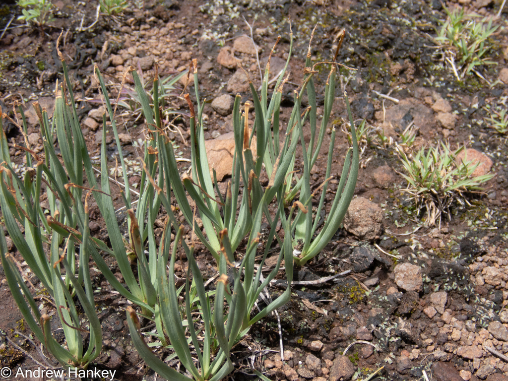 Fusifilum depressum, Ekurhuleni, Gauteng, South Africa