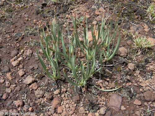 Fusifilum depressum