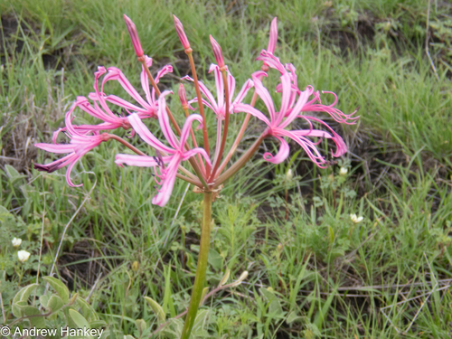 Nerine krigei