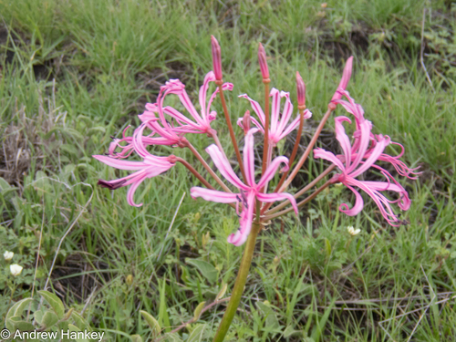 Nerine krigei
