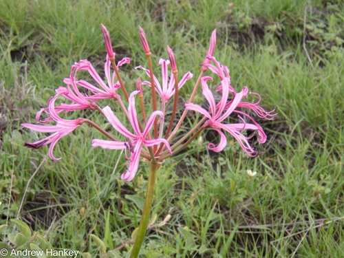 Nerine krigei