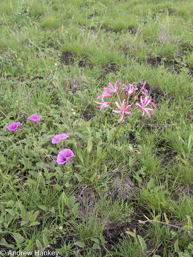 Nerine krigei