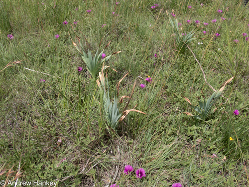 Kniphofia typhoides, photograph 1
