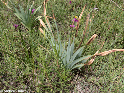 Bullrush Poker (Kniphofia typhoides)