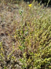 Plagiobothrys canescens