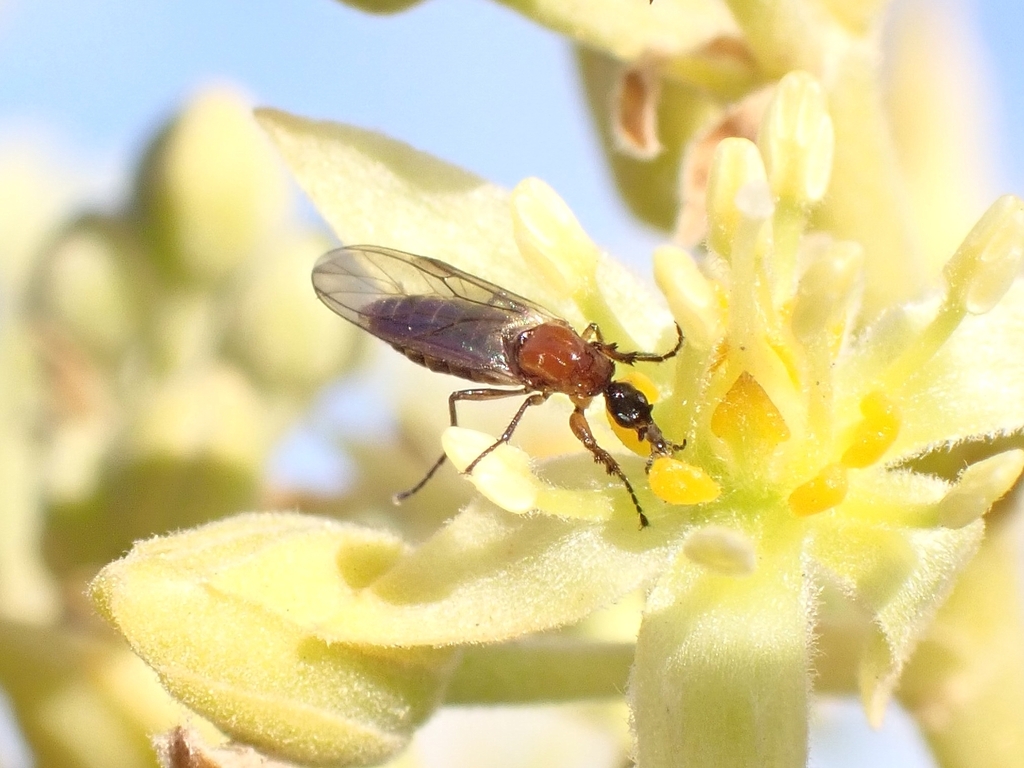 Dilophus beckeri