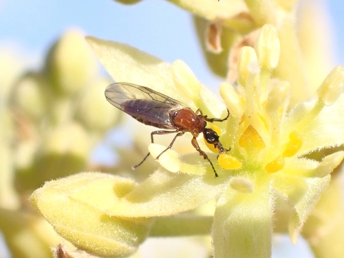 Dilophus beckeri