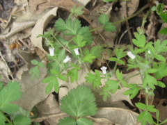 Phacelia ranunculacea