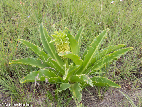 Eucomis autumnalis