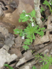 Phacelia ranunculacea