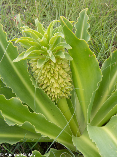 Eucomis autumnalis