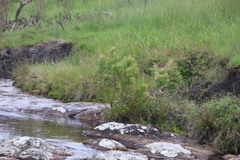 Leucadendron pondoense