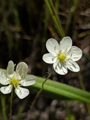 Hesperomecon linearis