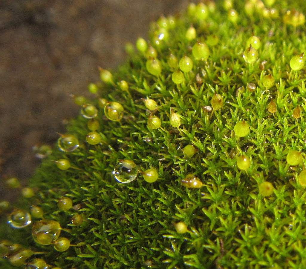 Ptychomitrium cucullatifolium