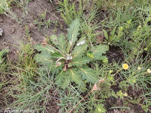 False Bietou (Haplocarpha lyrata)