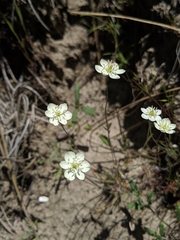 Hesperomecon linearis