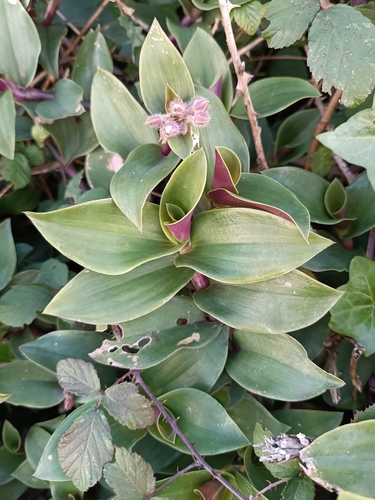Foto de Lambari roxo