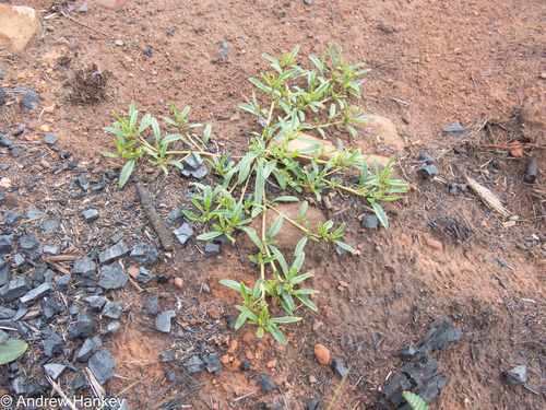 Sticky lizardfoot (Limeum viscosum)