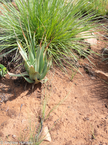 Ledebouria marginata