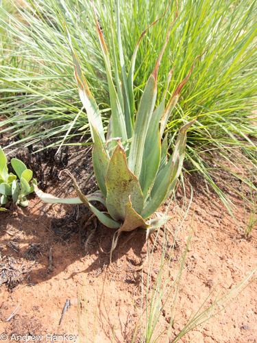 Ledebouria marginata