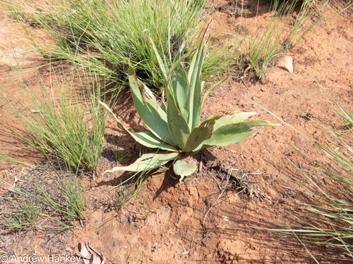 Ledebouria marginata