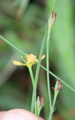 Hypericeae