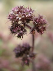 Chorizanthe cuspidata