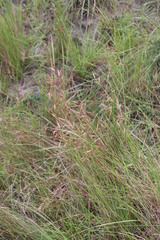 Monocymbium ceresiiforme