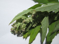 Chenopodium