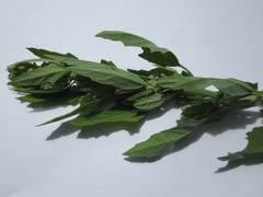 Chenopodium