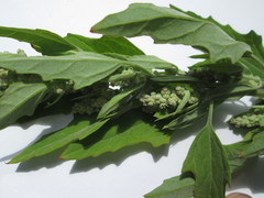 Chenopodium