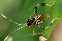 Leptoglossus talamancanus