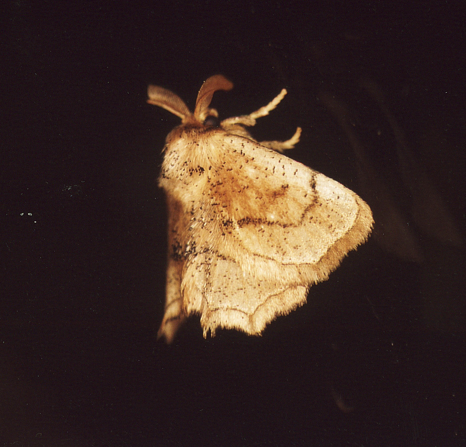 Ectropini