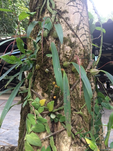 Bulbophyllum dissitiflorum